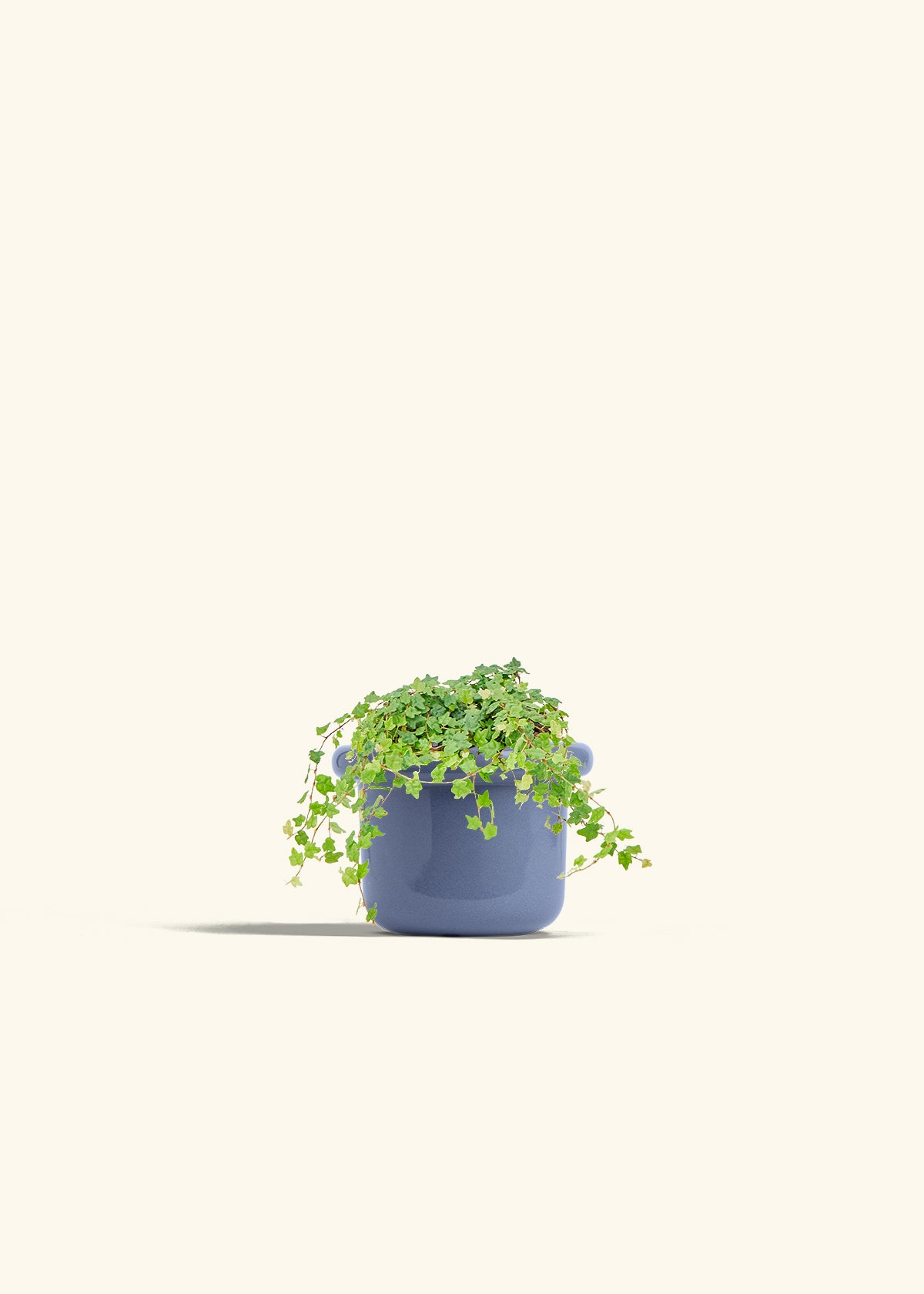 Mini Oakleaf Creeping Fig in a 4 inches Fat Lip Blue Planter 
