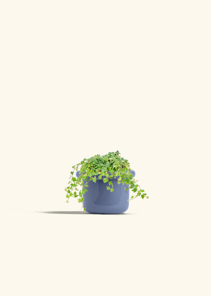 Mini Oakleaf Creeping Fig in a 4 inches Fat Lip Blue Planter 