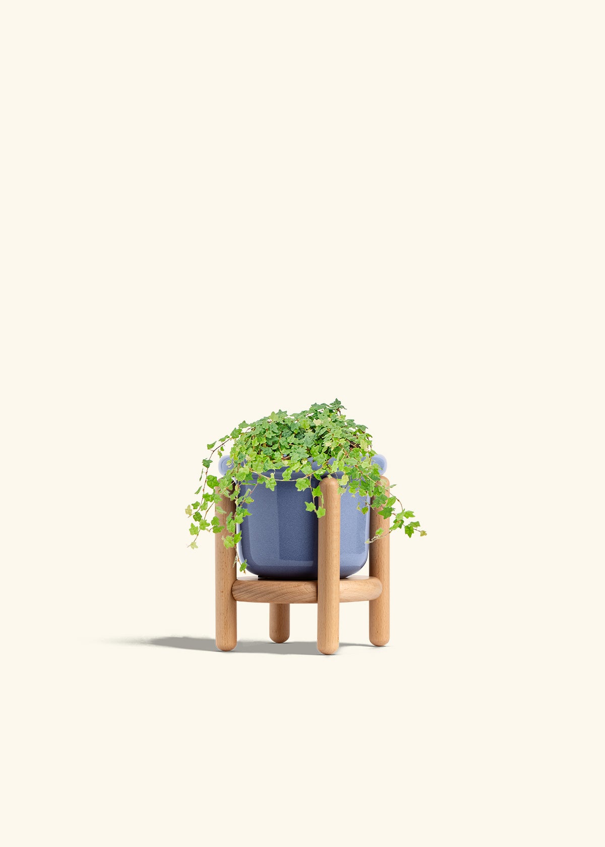 Mini Oakleaf Creeping Fig in a 4 inches Fat Lip Blue Planter in a Beech Wood Stand