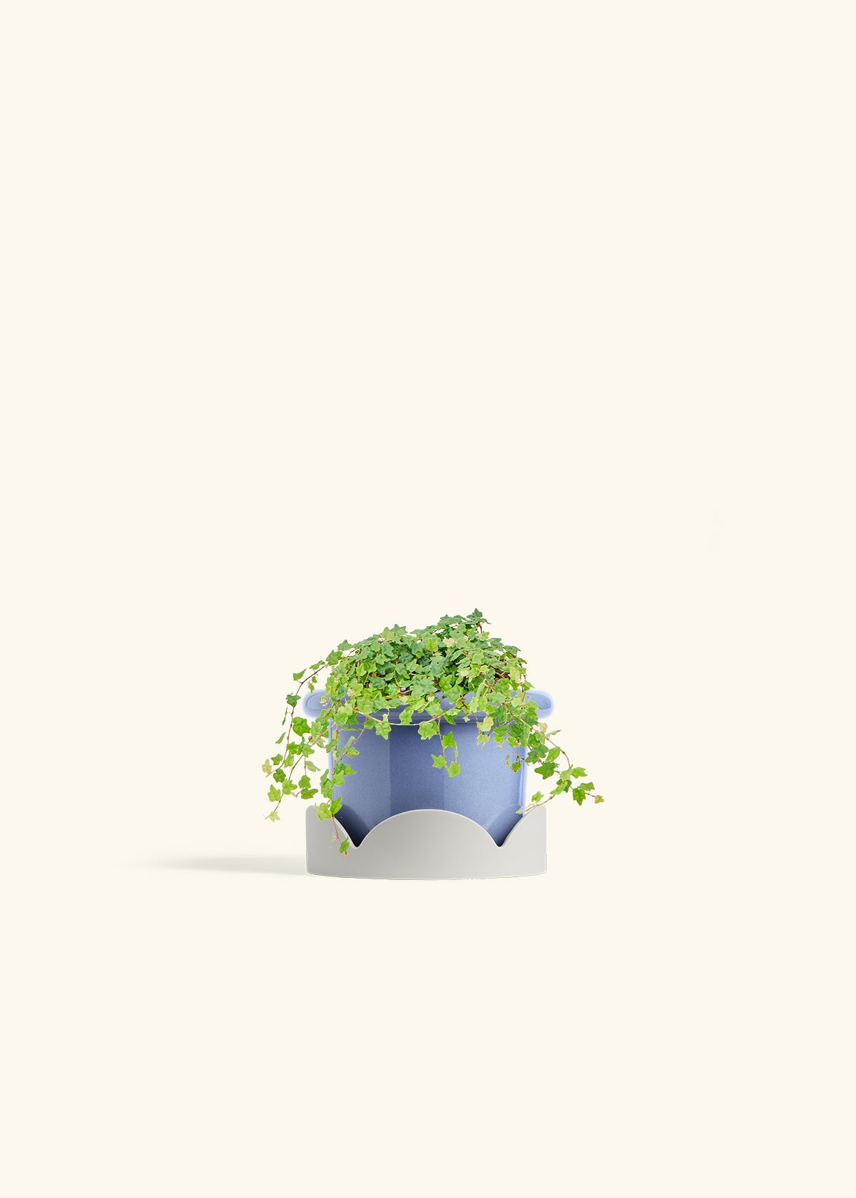 Mini Oakleaf Creeping Fig in a 4 inches Fat Lip Blue Planter in a Oat Petal Drip Tray