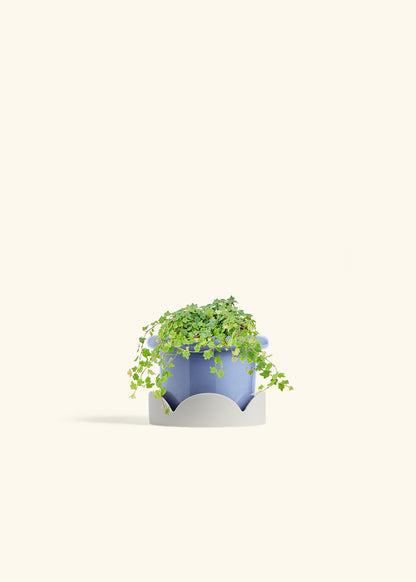 Mini Oakleaf Creeping Fig in a 4 inches Fat Lip Blue Planter in a Oat Petal Drip Tray