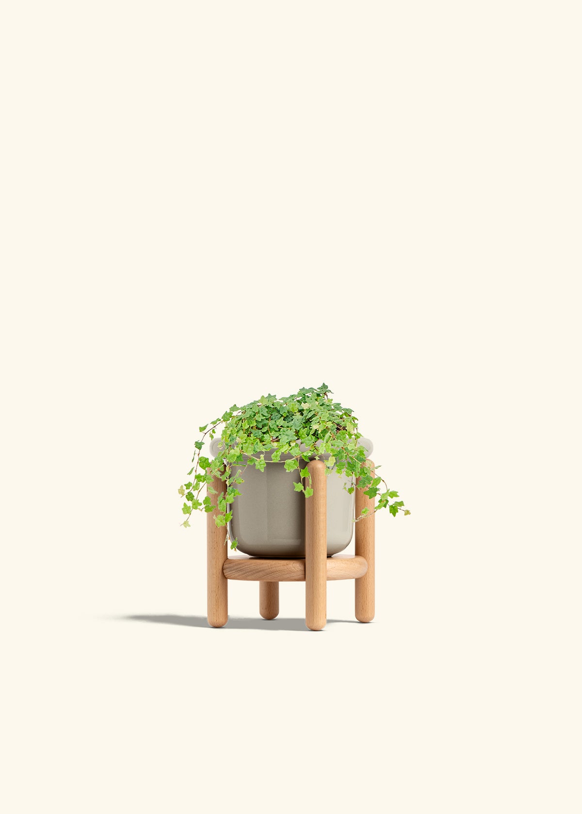 Mini Oakleaf Creeping Fig in a 4 inches Fat Lip Oat Planter in a Beech Wood Stand