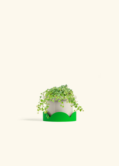 Mini Oakleaf Creeping Fig in a 4 inches Fat Lip Oat Planter in a Shamrock Petal Drip Tray