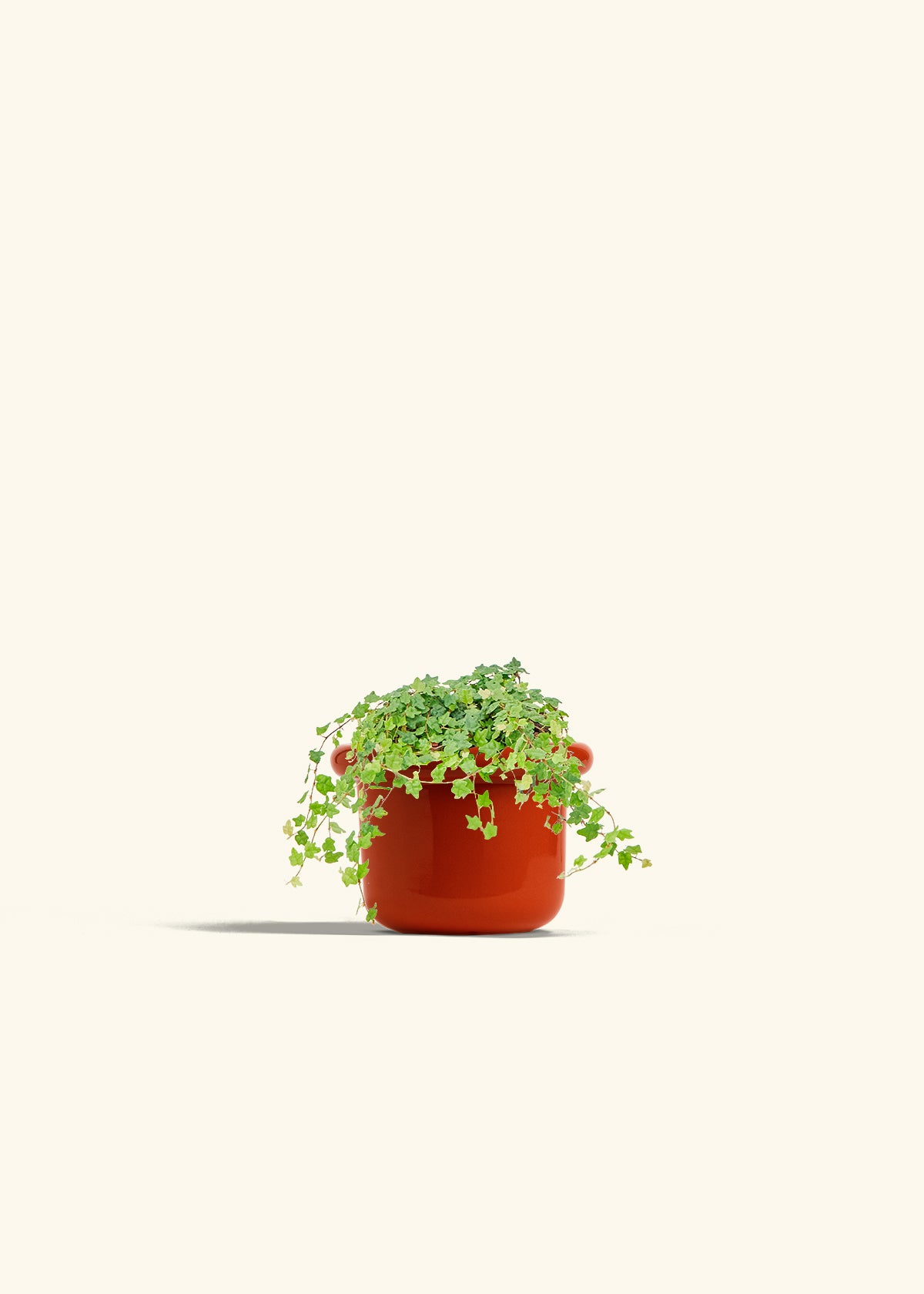 Mini Oakleaf Creeping Fig in a 4 inches Fat Lip Red Planter 