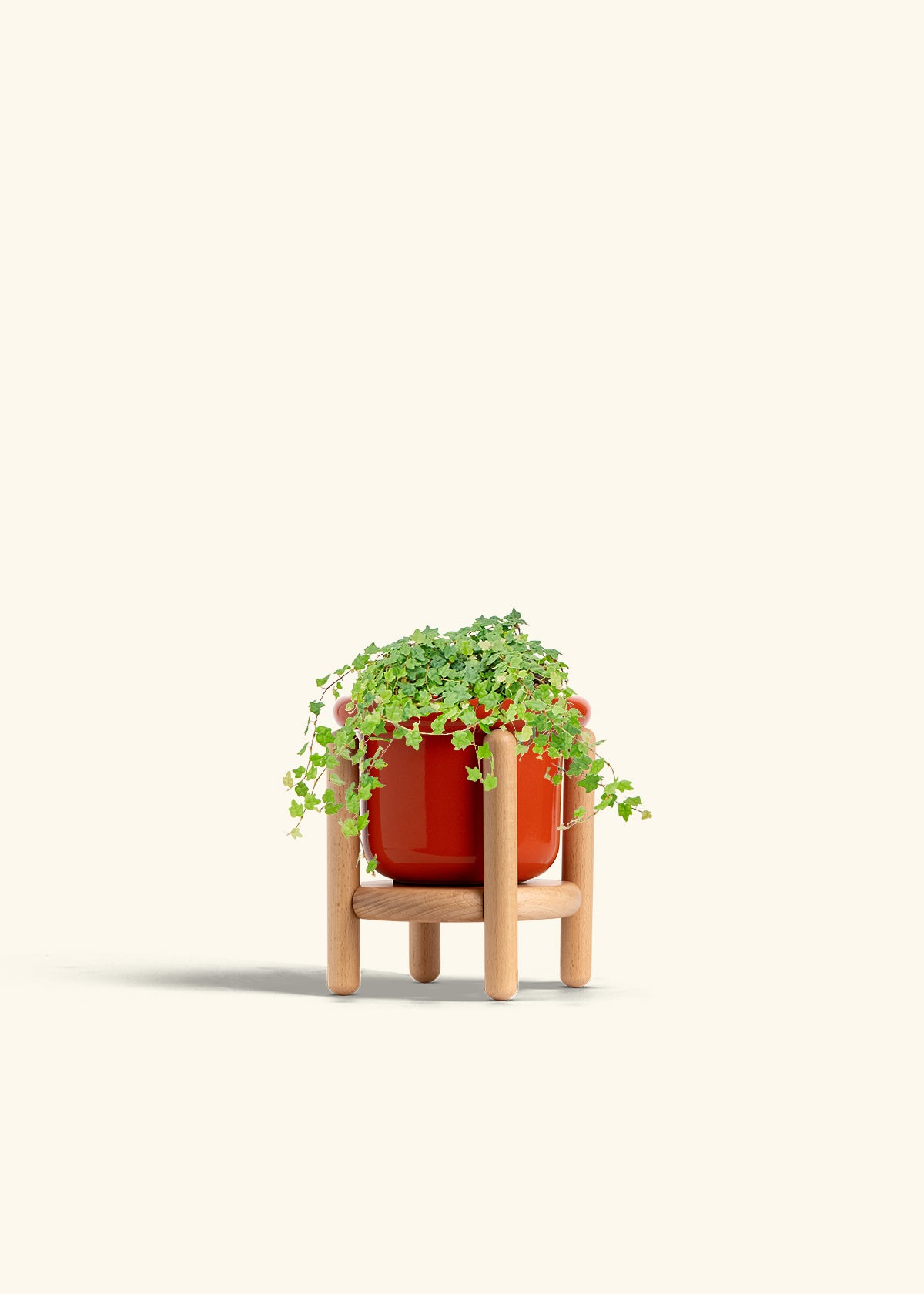 Mini Oakleaf Creeping Fig in a 4 inches Fat Lip Red Planter in a Beech Wood Stand