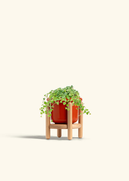 Mini Oakleaf Creeping Fig in a 4 inches Fat Lip Red Planter in a Beech Wood Stand