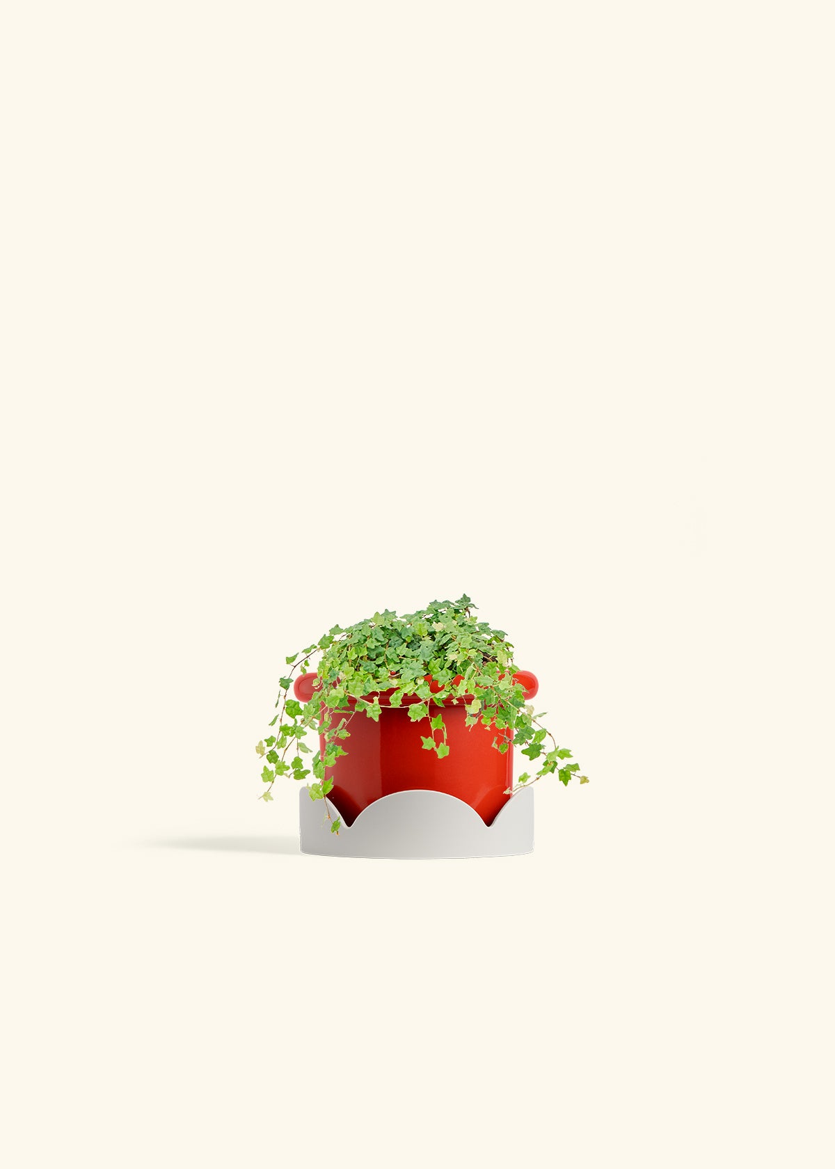 Mini Oakleaf Creeping Fig in a 4 inches Fat Lip Red Planter in a Oat Petal Drip Tray