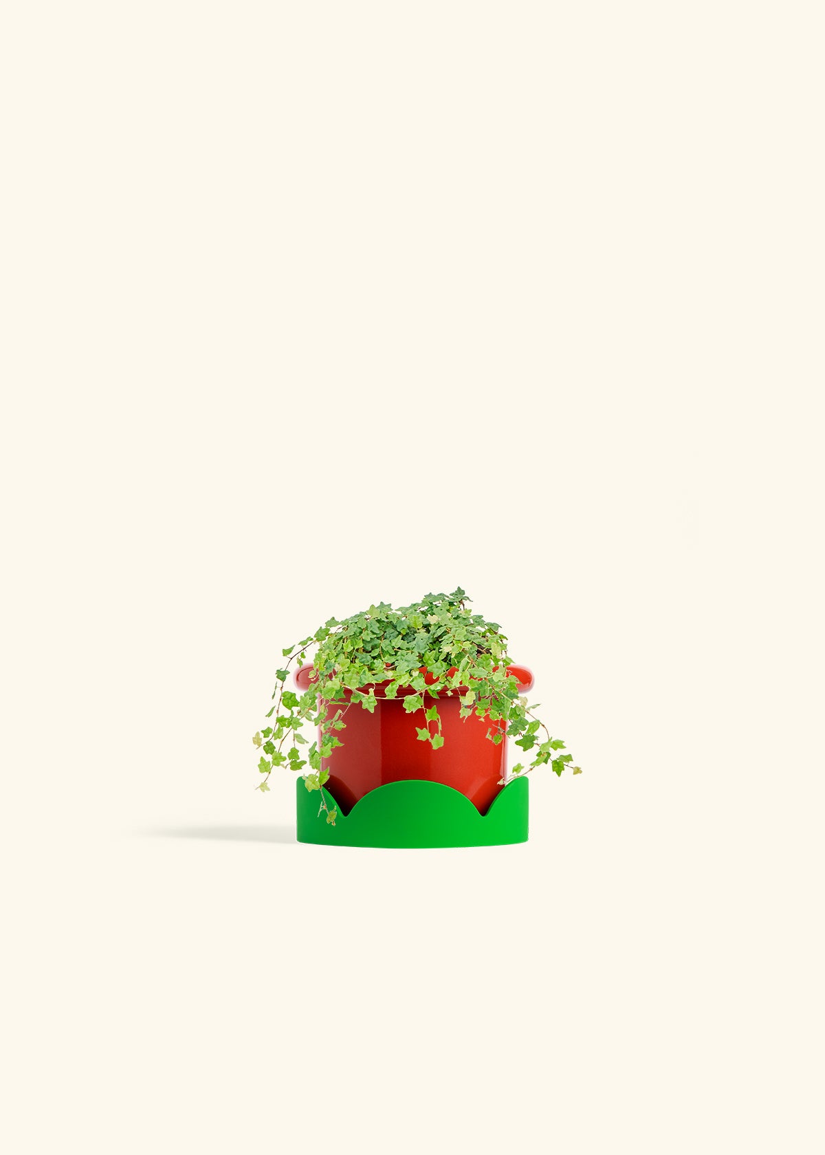Mini Oakleaf Creeping Fig in a 4 inches Fat Lip Red Planter in a Shamrock Petal Drip Tray