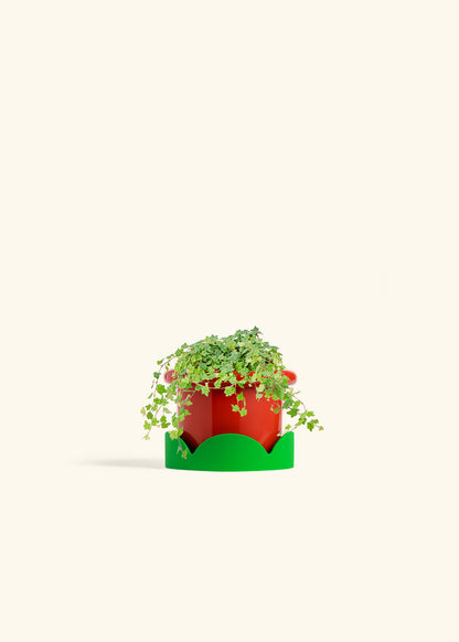 Mini Oakleaf Creeping Fig in a 4 inches Fat Lip Red Planter in a Shamrock Petal Drip Tray