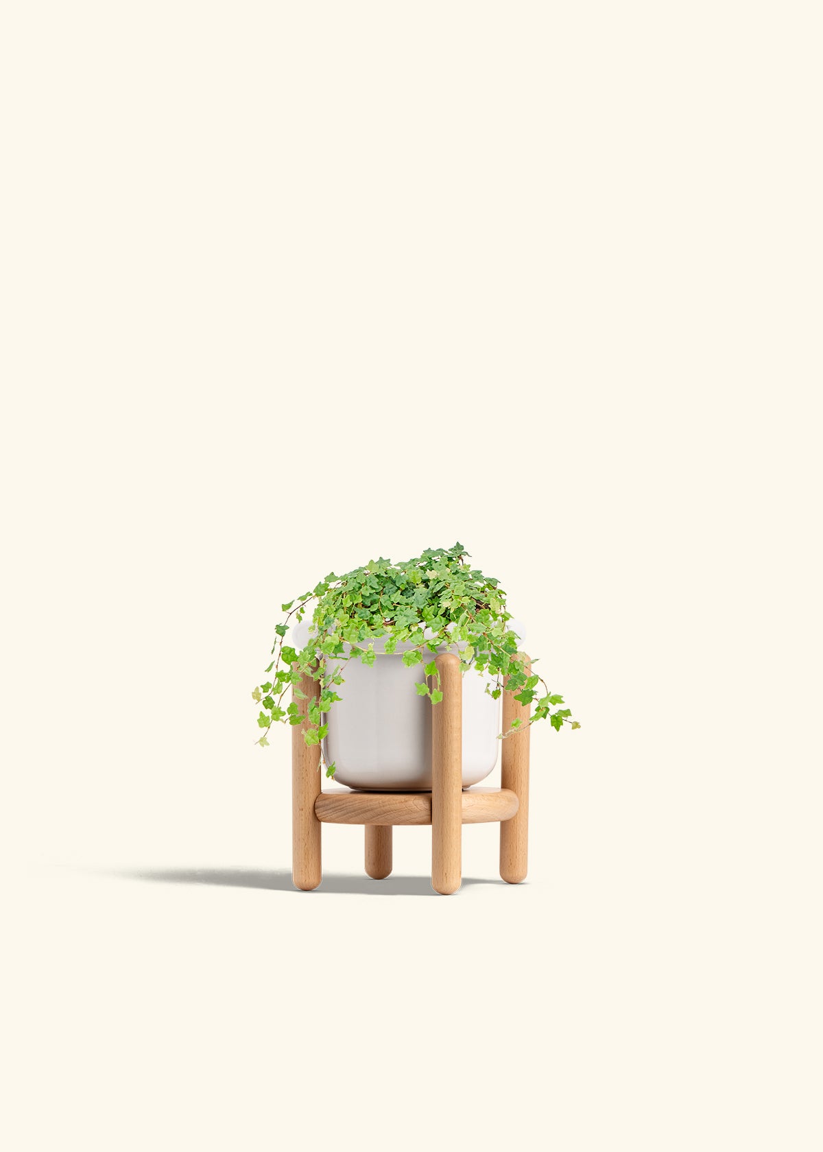 Mini Oakleaf Creeping Fig in a 4 inches Fat Lip White Planter in a Beech Wood Stand