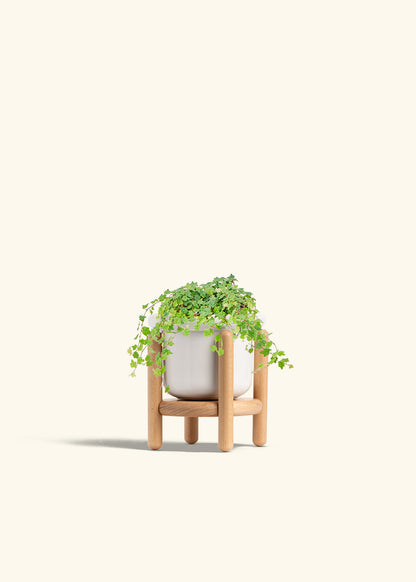 Mini Oakleaf Creeping Fig in a 4 inches Fat Lip White Planter in a Beech Wood Stand