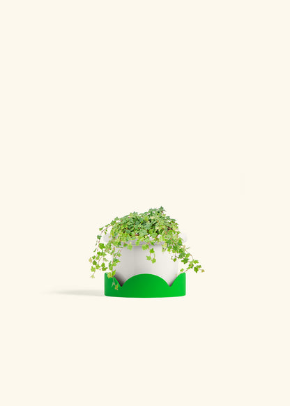 Mini Oakleaf Creeping Fig in a 4 inches Fat Lip White Planter in a Shamrock Petal Drip Tray