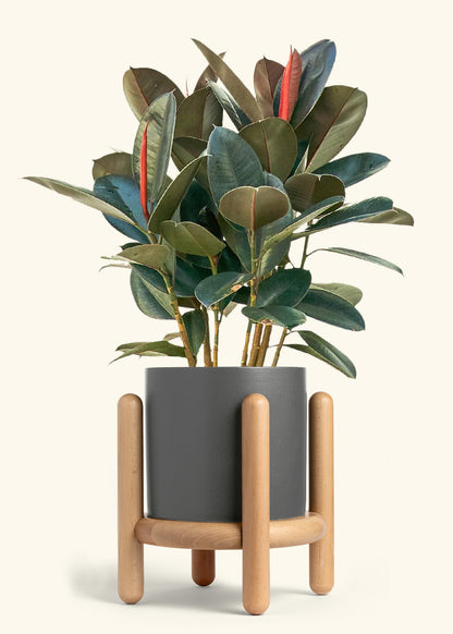 Rubber Tree Burgundy in a 10 inches Charcoal Classic Cylinder Planter in a Beech Wood Stand