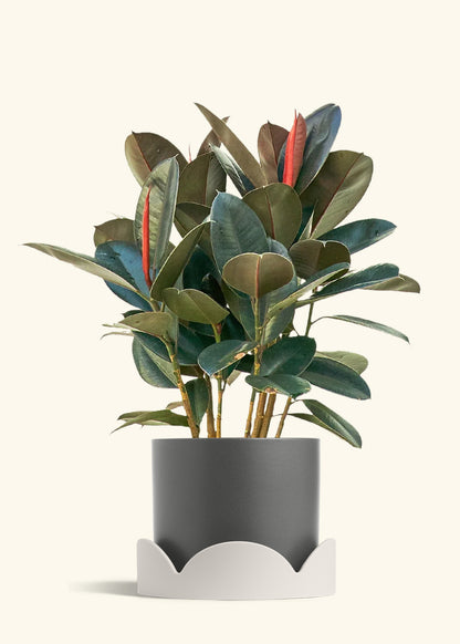 Rubber Tree Burgundy in a 10 inches Pink Classic Cylinder Planter in a Beech Wood Stand