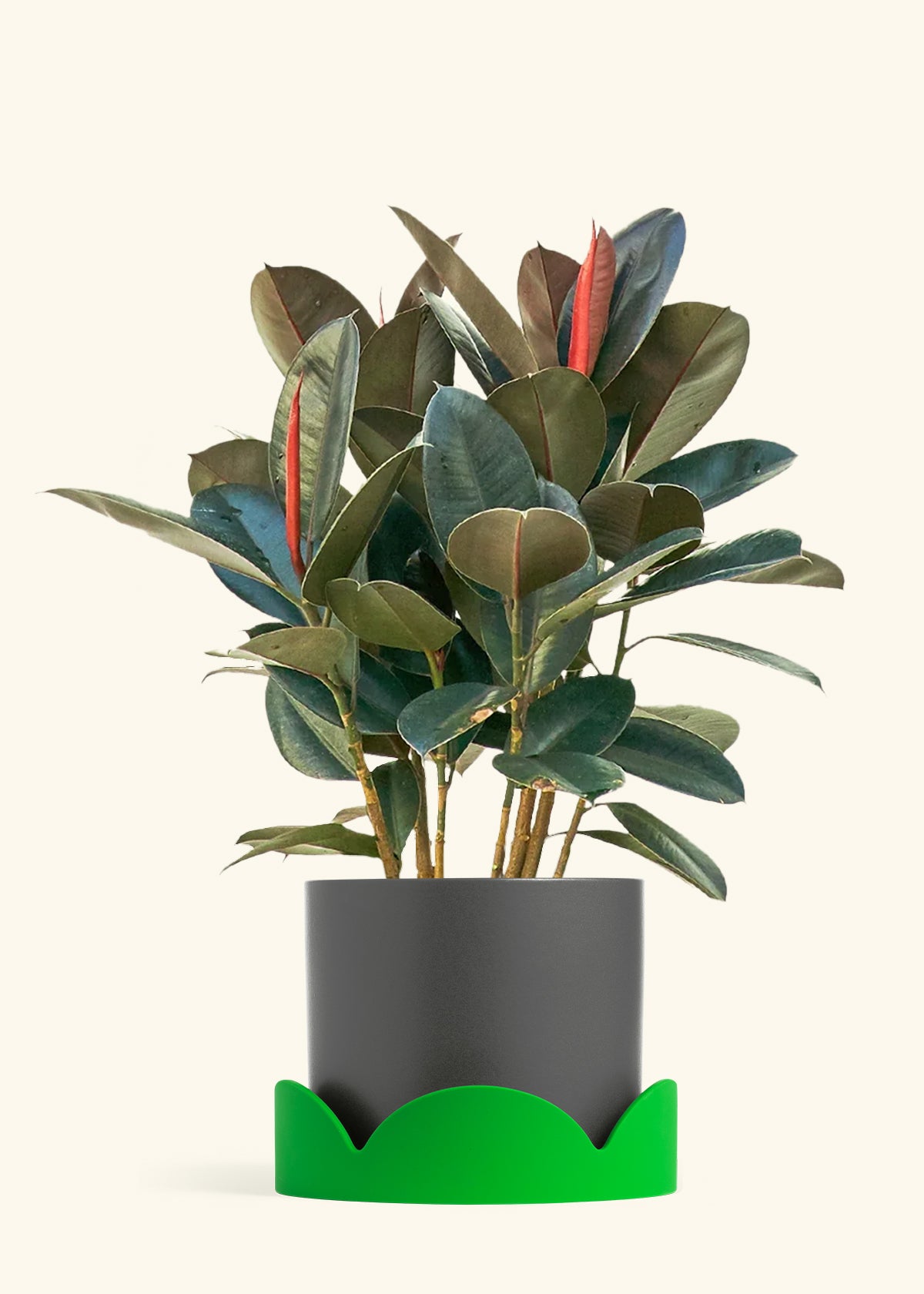 Rubber Tree Burgundy in a 10 inches Charcoal Classic Cylinder Planter in a Oat Petal Drip Tray