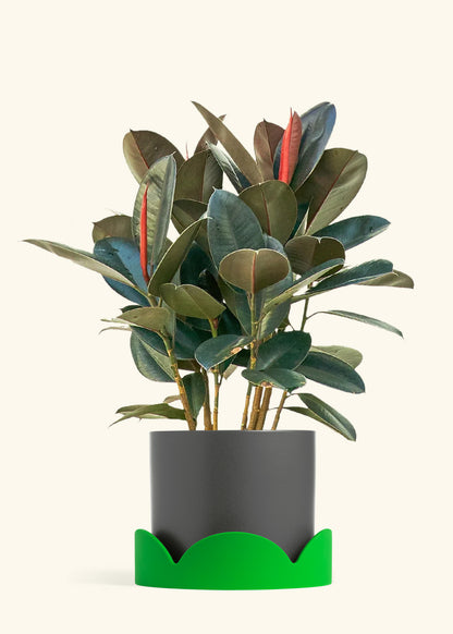 Rubber Tree Burgundy in a 10 inches Charcoal Classic Cylinder Planter in a Oat Petal Drip Tray