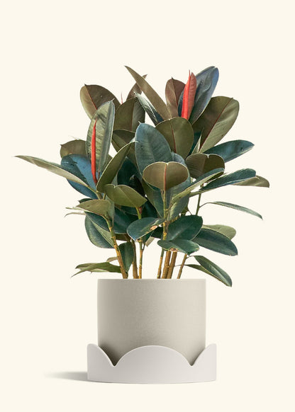 Rubber Tree Burgundy in a 10 inches Oat Classic Cylinder Planter in a Oat Petal Drip Tray