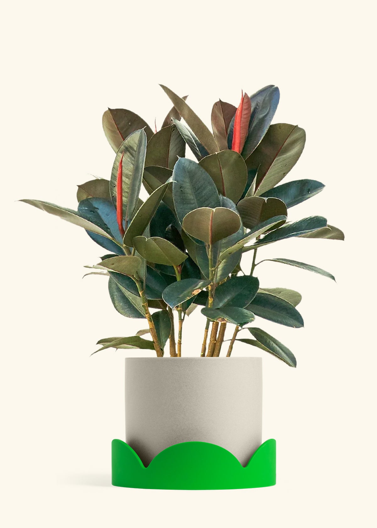 Rubber Tree Burgundy in a 10 inches Oat Classic Cylinder Planter in a Shamrock Petal Drip Tray