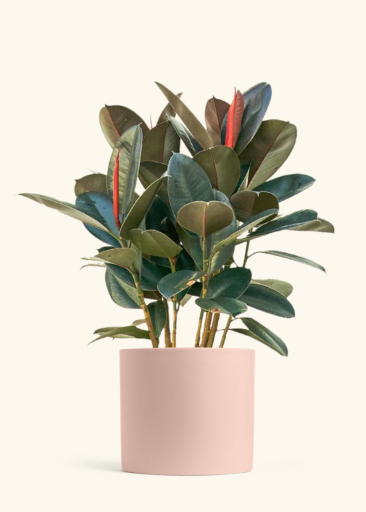 Rubber Tree Burgundy in a 10 inches Pink Classic Cylinder Planter 