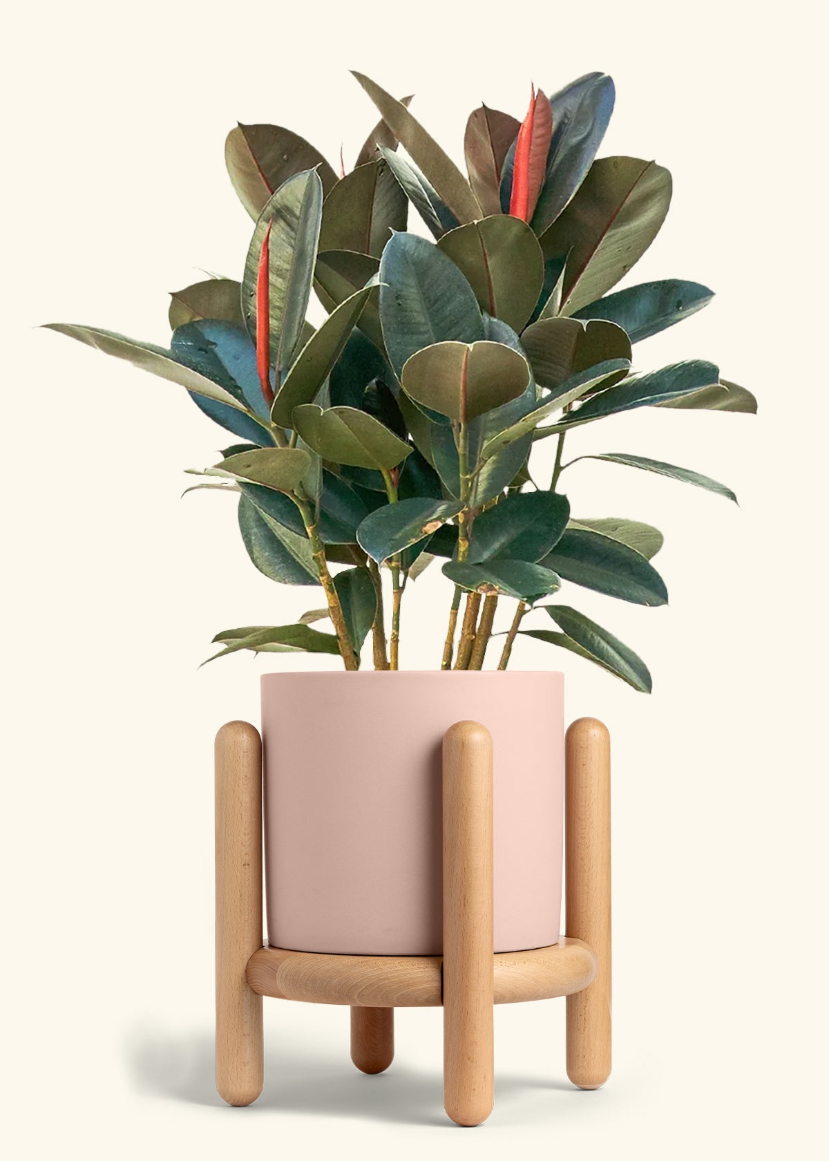 Rubber Tree Burgundy in a 10 inches Charcoal Classic Cylinder Planter 