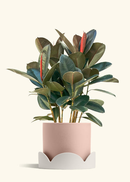 Rubber Tree Burgundy in a 10 inches Pink Classic Cylinder Planter in a Oat Petal Drip Tray