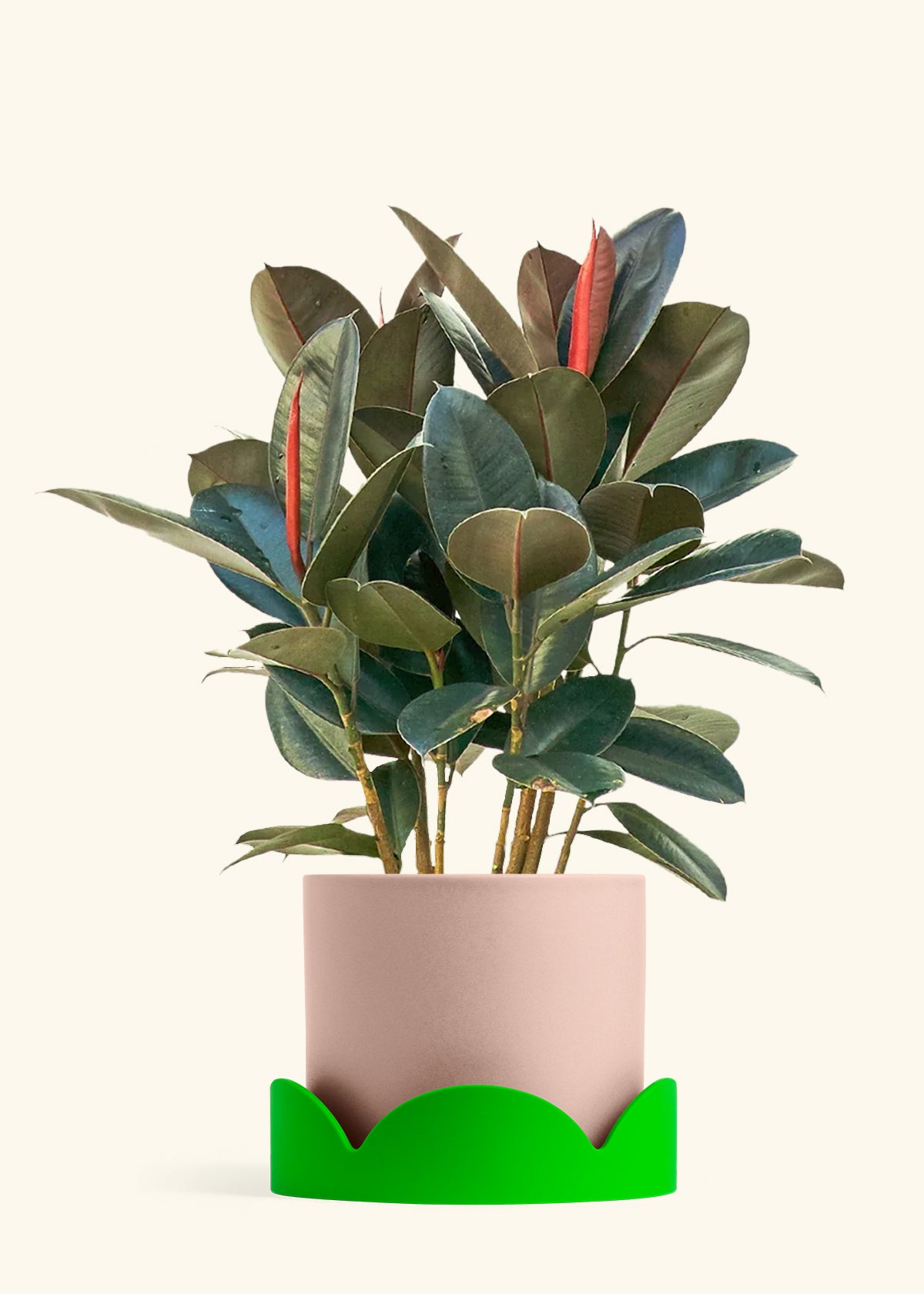 Rubber Tree Burgundy in a 10 inches Pink Classic Cylinder Planter in a Shamrock Petal Drip Tray