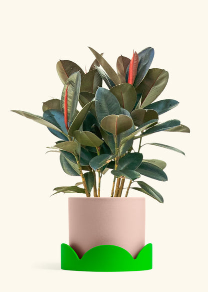 Rubber Tree Burgundy in a 10 inches Pink Classic Cylinder Planter in a Shamrock Petal Drip Tray