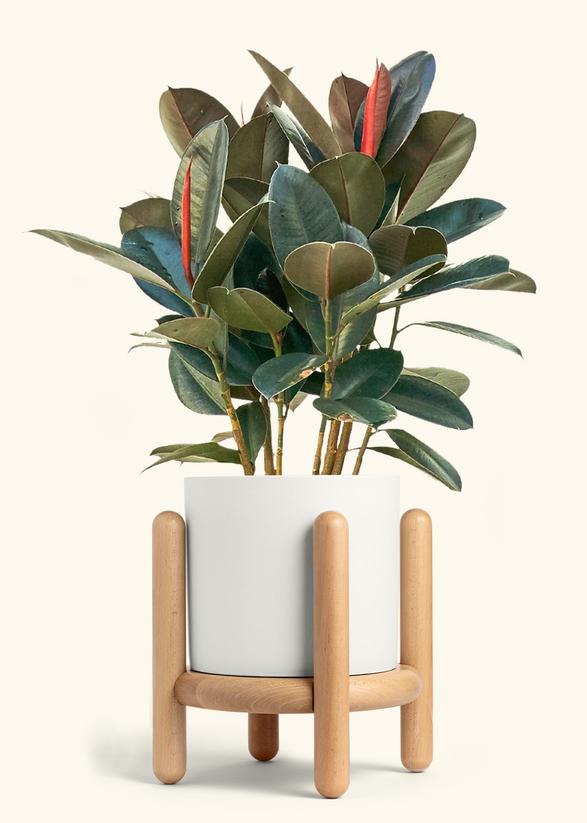Rubber Tree Burgundy in a 10 inches White Classic Cylinder Planter in a Beech Wood Stand