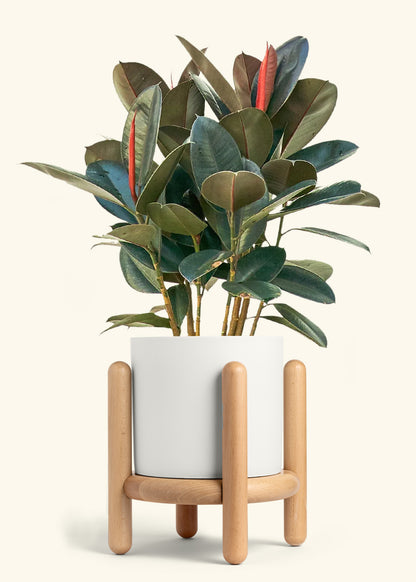 Rubber Tree Burgundy in a 10 inches White Classic Cylinder Planter in a Beech Wood Stand