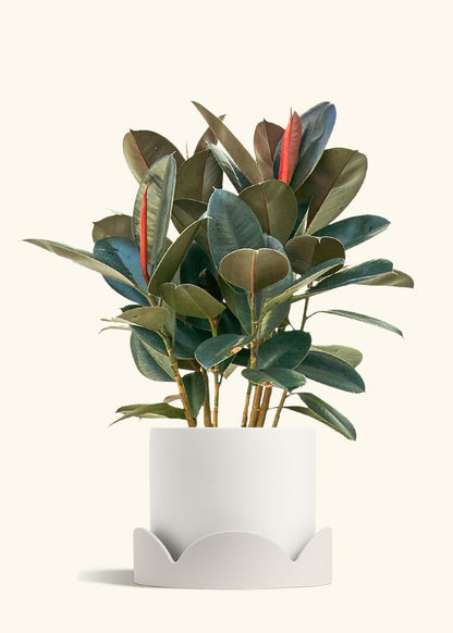 Rubber Tree Burgundy in a 10 inches White Classic Cylinder Planter in a Oat Petal Drip Tray