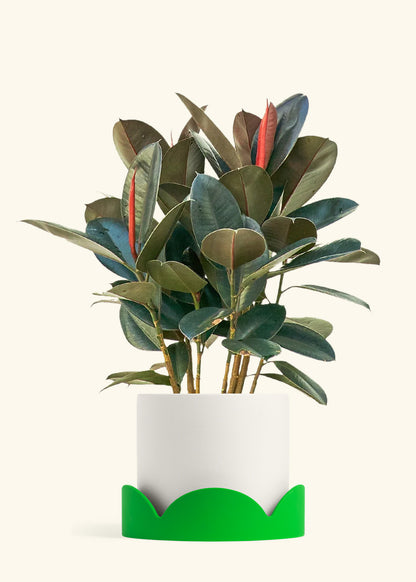 Rubber Tree Burgundy in a 10 inches White Classic Cylinder Planter in a Shamrock Petal Drip Tray
