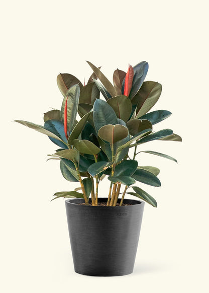 Large Rubber Tree 'Burgundy' in a black pot.