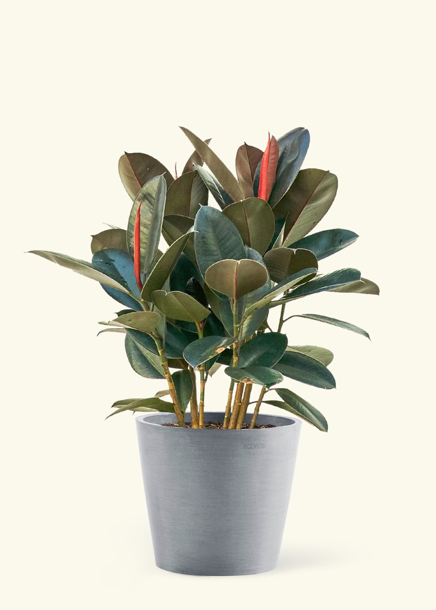 Large Rubber Tree 'Burgundy' in a gray stone pot.