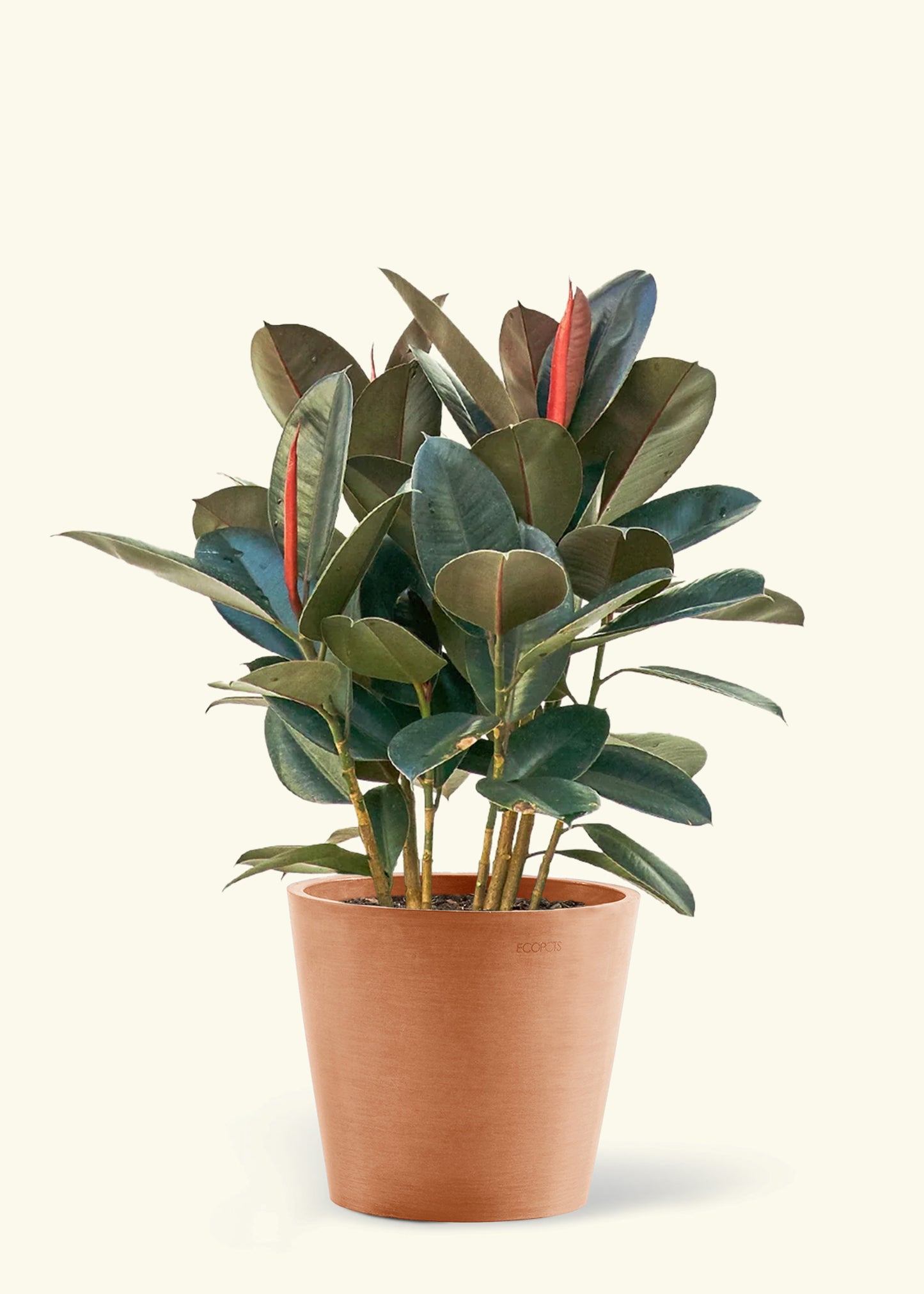 Large Rubber Tree 'Burgundy' in a terracotta pot.