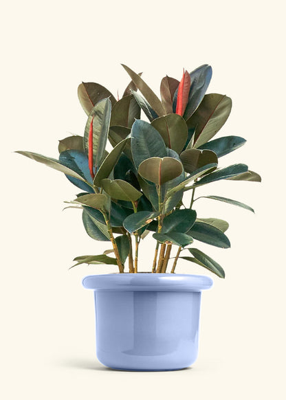 Rubber Tree Burgundy in a 10 inches Fat Lip Blue Planter 