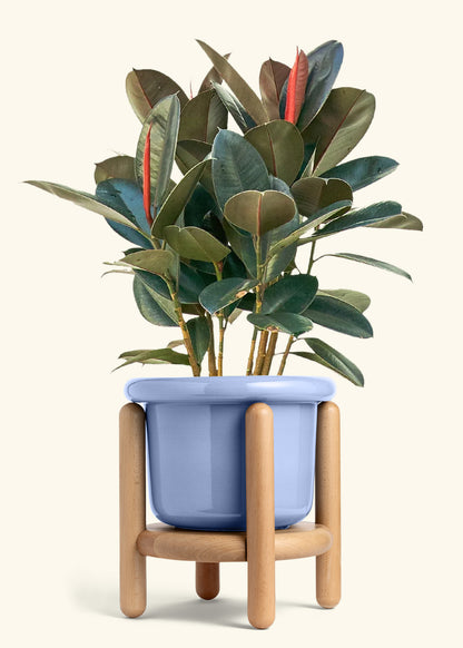 Rubber Tree Burgundy in a 10 inches Fat Lip Blue Planter in a Beech Wood Stand