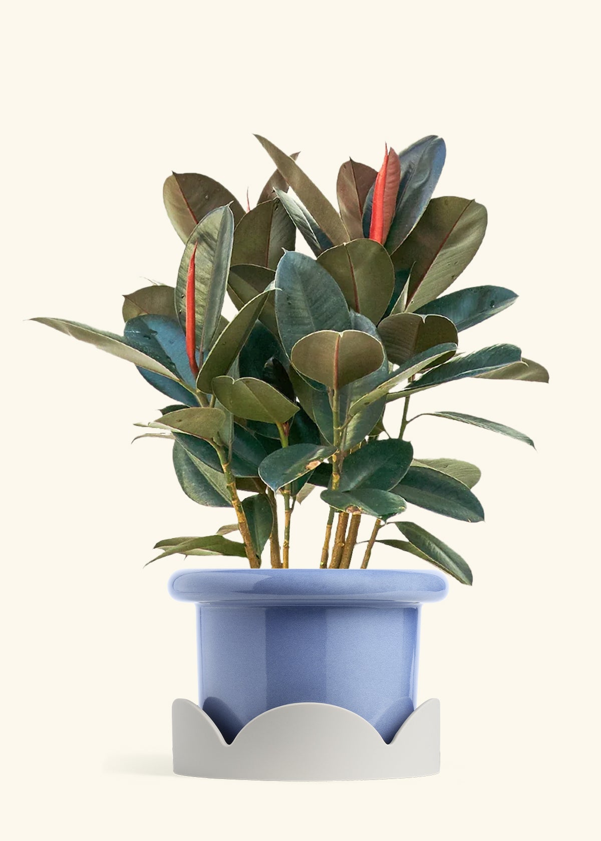 Rubber Tree Burgundy in a 10 inches Fat Lip Blue Planter in a Oat Petal Drip Tray