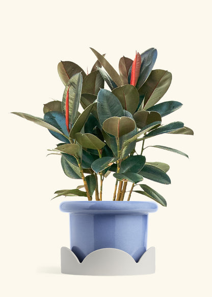 Rubber Tree Burgundy in a 10 inches Fat Lip Blue Planter in a Oat Petal Drip Tray