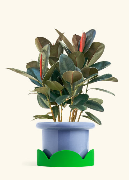 Rubber Tree Burgundy in a 10 inches Fat Lip Blue Planter in a Shamrock Petal Drip Tray