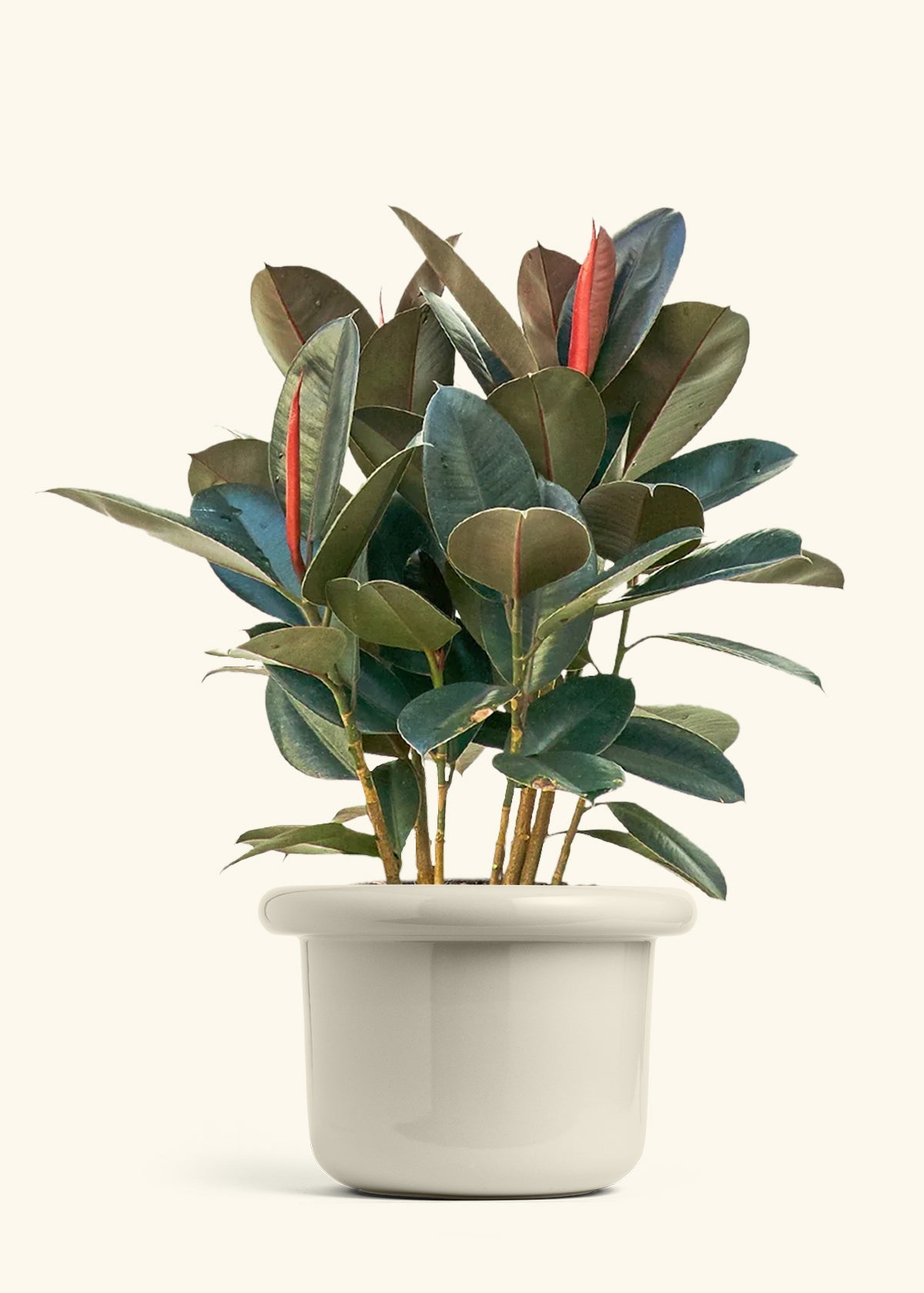 Rubber Tree Burgundy in a 10 inches Fat Lip Oat Planter 