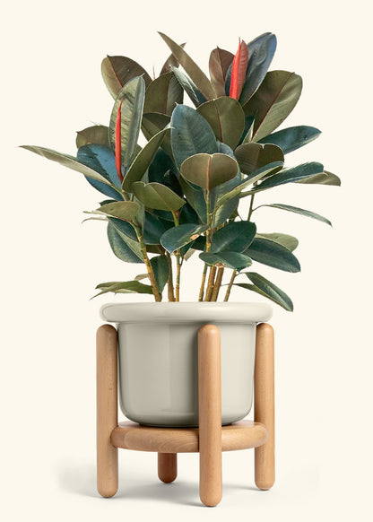 Rubber Tree Burgundy in a 10 inches Fat Lip Oat Planter in a Beech Wood Stand