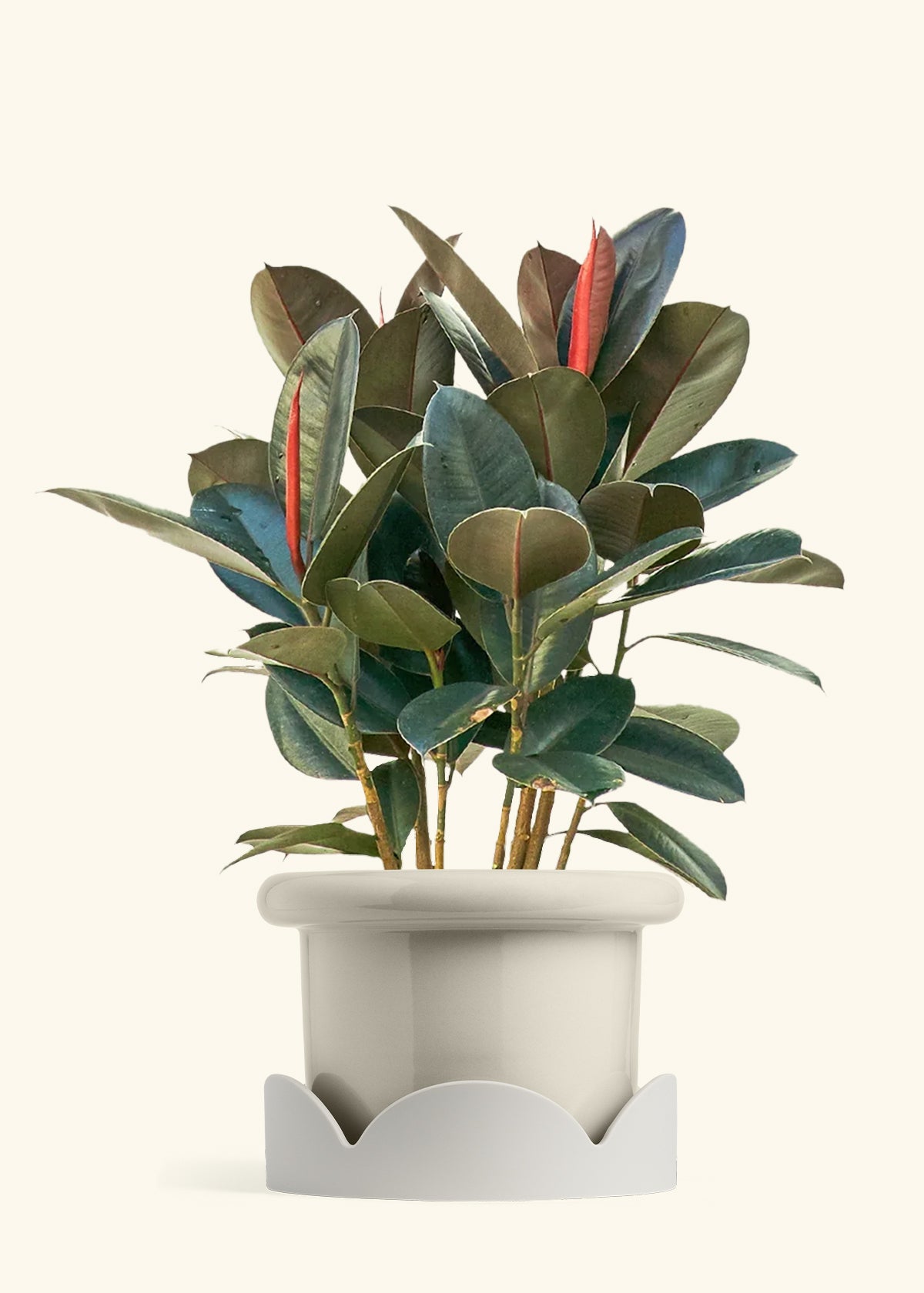 Rubber Tree Burgundy in a 10 inches Fat Lip Oat Planter in a Oat Petal Drip Tray
