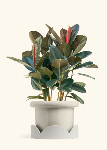 Rubber Tree Burgundy in a 10 inches Fat Lip Oat Planter in a Oat Petal Drip Tray