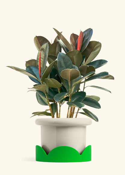 Rubber Tree Burgundy in a 10 inches Fat Lip Oat Planter in a Shamrock Petal Drip Tray