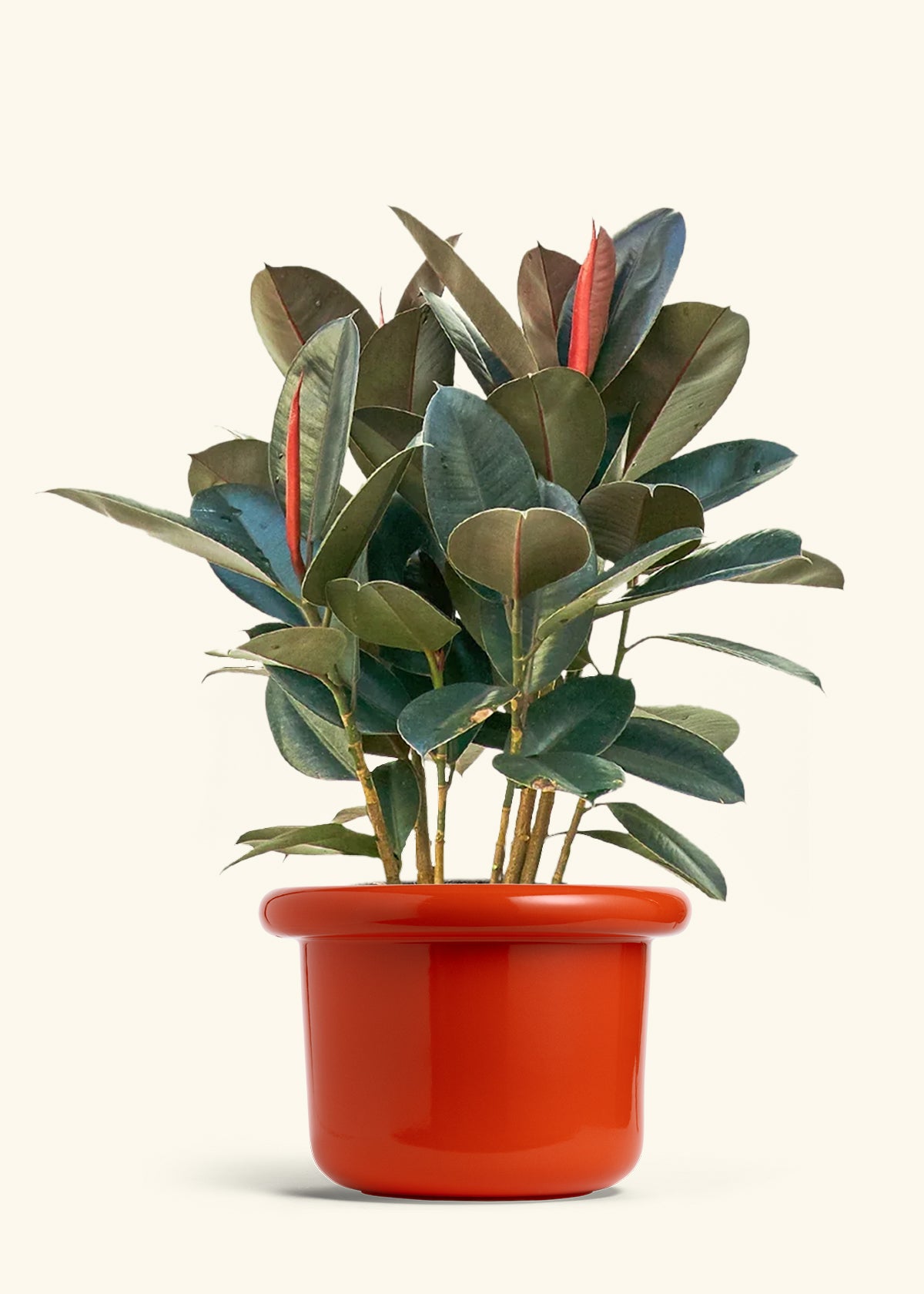Rubber Tree Burgundy in a 10 inches Fat Lip Red Planter 
