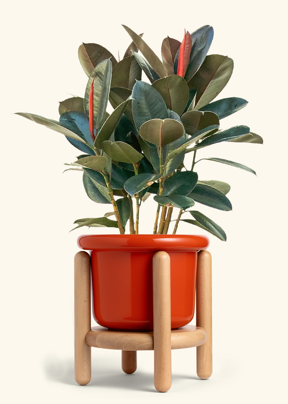 Rubber Tree Burgundy in a 10 inches Fat Lip Red Planter in a Oat Petal Drip Tray