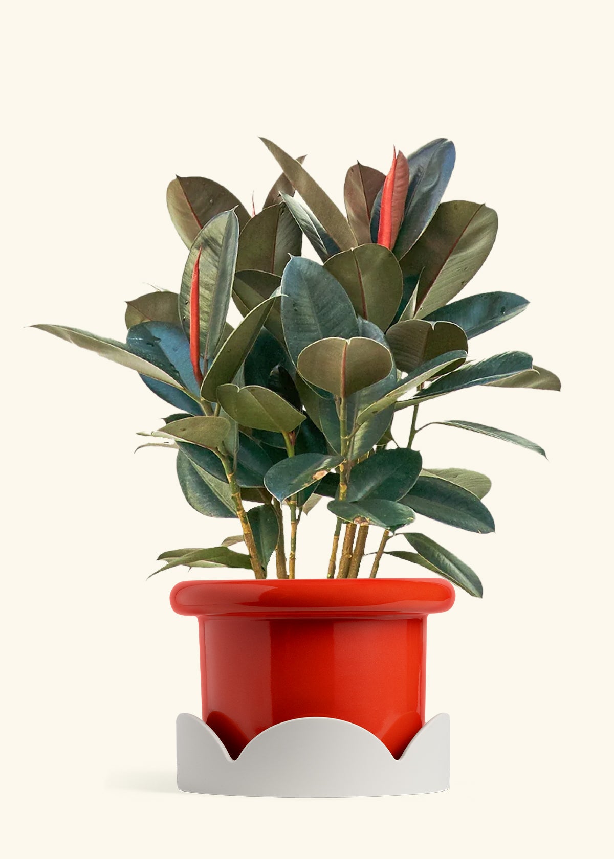 Rubber Tree Burgundy in a 10 inches Fat Lip Red Planter in a Beech Wood Stand