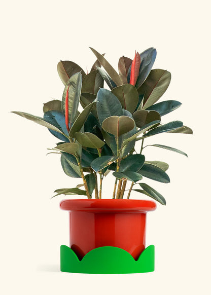 Rubber Tree Burgundy in a 10 inches Fat Lip Red Planter in a Shamrock Petal Drip Tray