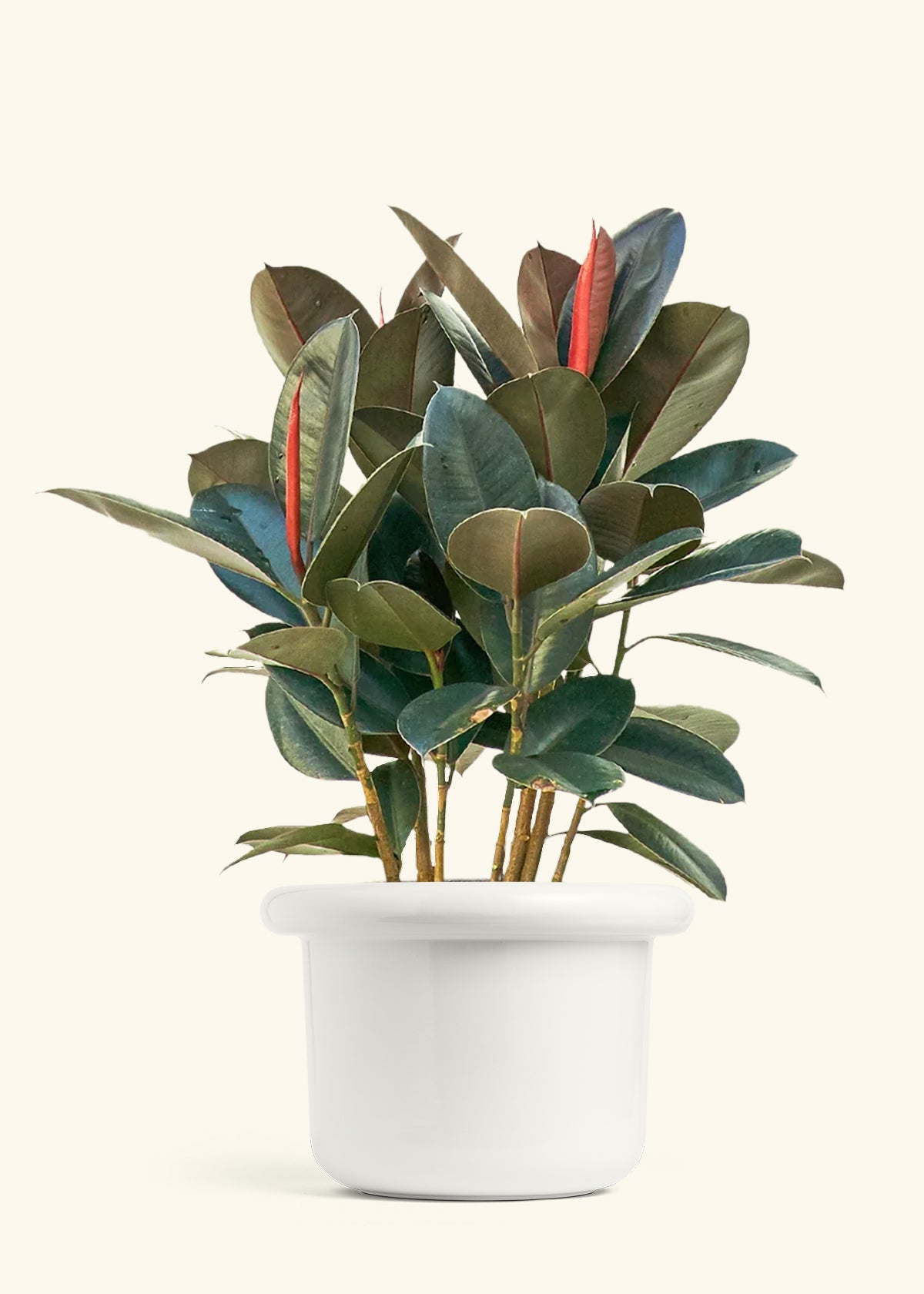 Rubber Tree Burgundy in a 10 inches Fat Lip White Planter 