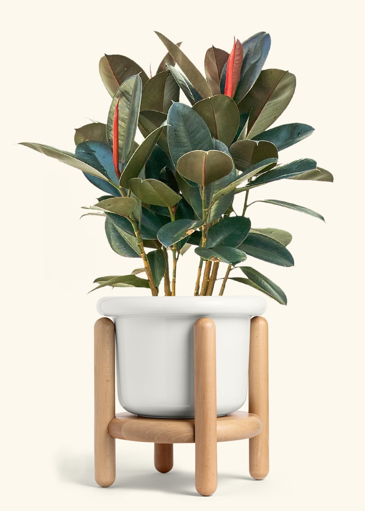 Rubber Tree Burgundy in a 10 inches Fat Lip White Planter in a Beech Wood Stand